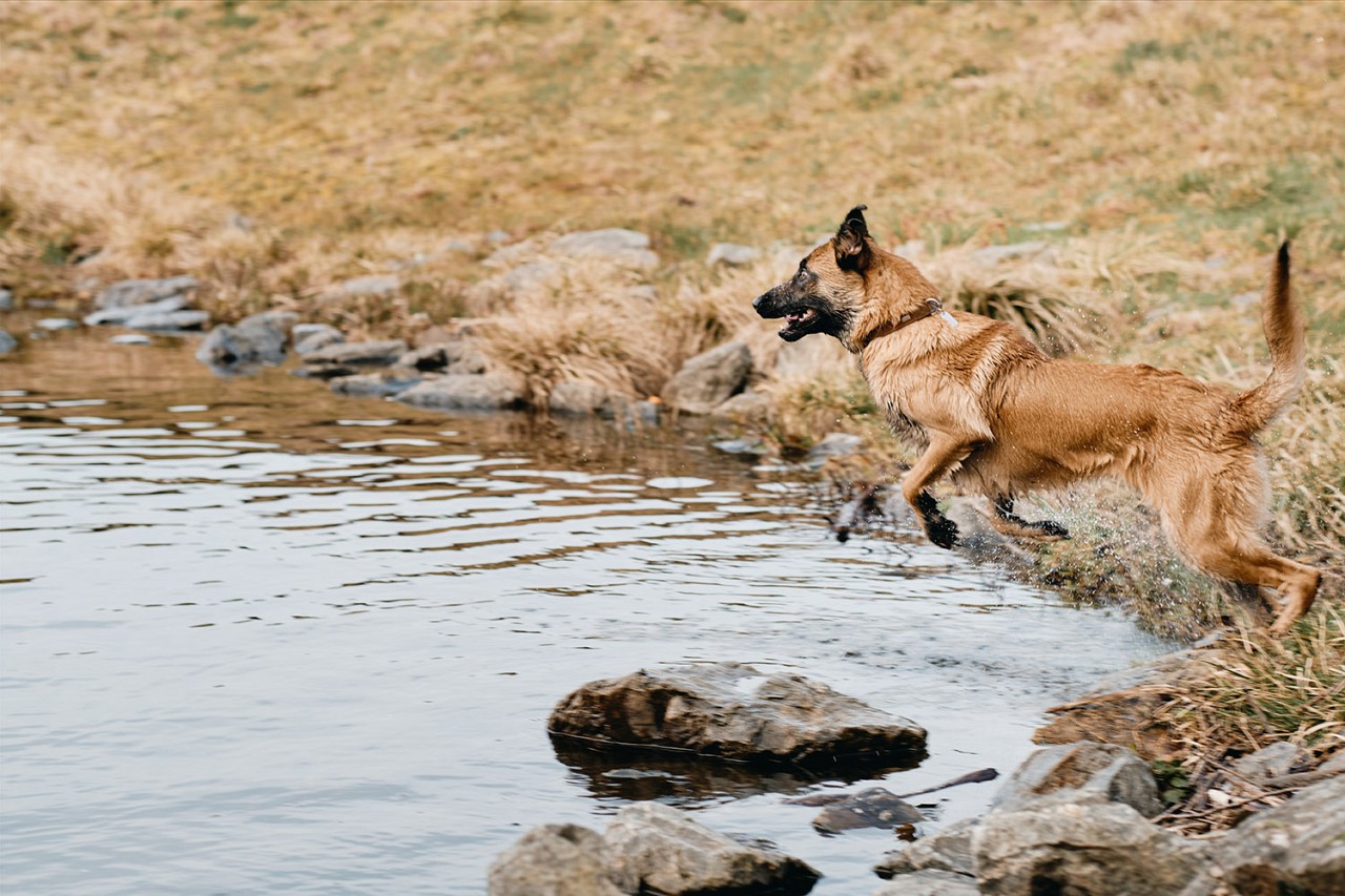 Malinois saut dans l’eau
